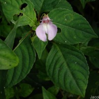 Impatiens truncata Thwaites